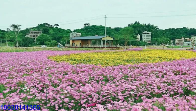 惠州丹鳳谷LED天幕屏LED時光隧道LED地磚屏成功點亮